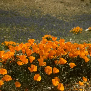 poppies close-up with field of purple wildflowers in background, Gorman