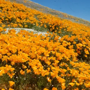 wildflowers, field of poppies on Gorman hillside