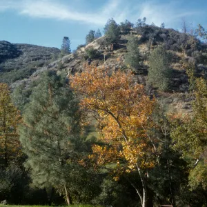 Davy Brown camp, Figueroa Mountain