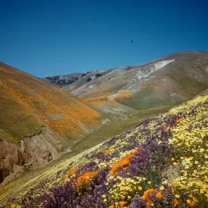 wildflower covered hillsides, Gorman foothills
