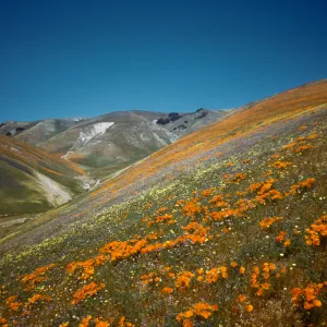 wildflower covered hillsides, Gorman foothills