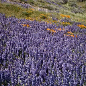 field of lupines, wildflowers, Gorman