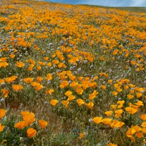 poppies, Gorman hillside, wildflowers