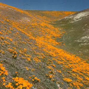 field of wildflowers, poppies and lupine, Gorman
