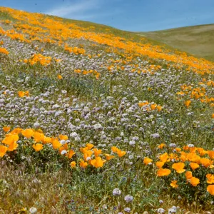field of poppies and wildflowers, Gorman hillside