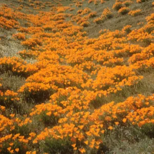 poppies flowing down hillside, Gorman foothills