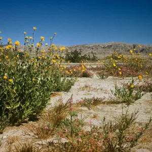 wildflowers (Verbena and Geraea), near Mecca