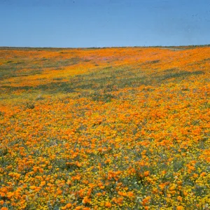brilliant field of wildflowers, poppies and goldfields, Avenue I, north of Lancaster
