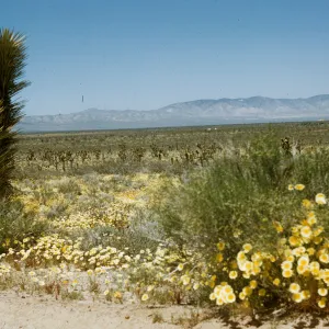 desert wildflowers and Joshua trees near Lancaster
