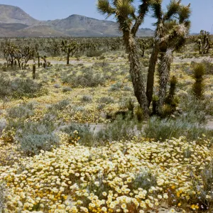 desert wildflowers and Joshua trees near Lancaster, Layia glandulosa