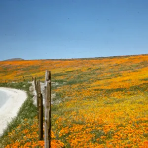 Eschscholzia californica, brilliant field of wildflowers, poppies and goldfields, roadside, Avenue I, north of Lancaster
