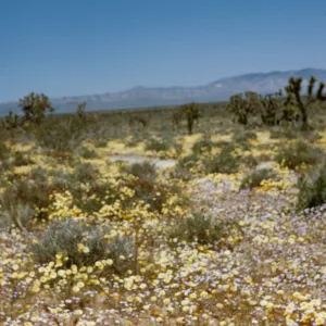 field of wildflowers, near Rosamond, Joshua trees