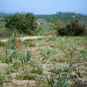 wildflower emergence after La Purisima burn, lompoc