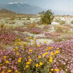 Indio, desert wildflowers, sand