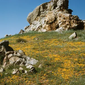 wildflowers, rock outcrop, south of Hemet, Oenothera bistorta