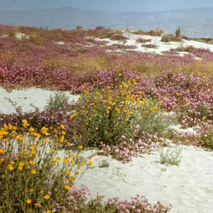 Indio wildflowers, sand, Abronia, Colorado Desert