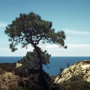 Torrey Pines Preserve