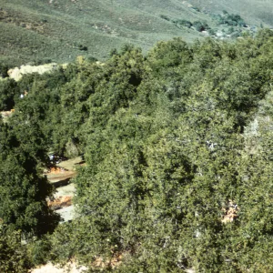 Southern Oak Woodland, Banner Grade