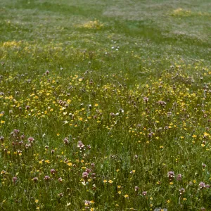 Wildflowers of Jolon Mission