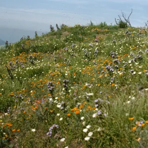 San Marcos Pass