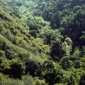 Mission Canyon