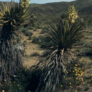 Joshua Tree National Monument