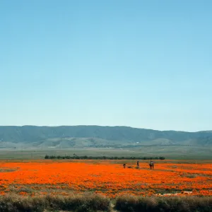 Lancaster, Poppy Fields, Avenue I