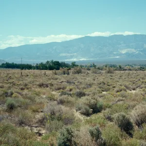 San Bernardino Mtns, Cushenbury Canyon