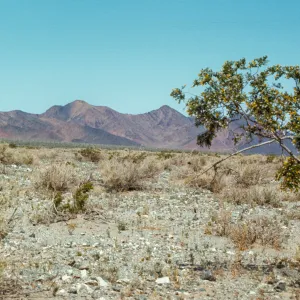 Baker, Death Valley Road