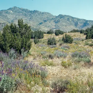 Summit Valley, near Hesperia