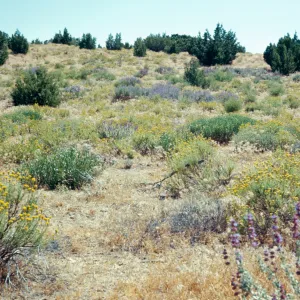 Summit Valley near Hesperia