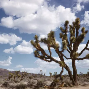 Joshua Tree National Monument
