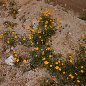 Joshua Tree National Monument