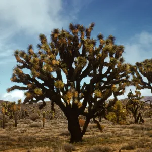 Joshua Tree national Monument
