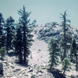 Red Fir Forest, South Yolla Bolly Mountain