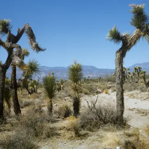 Joshua Tree Woodland, Hwy 138 east of Pear Blossom
