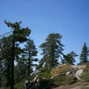 Sequoia National Park