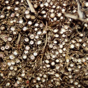 Tea House Construction 2001