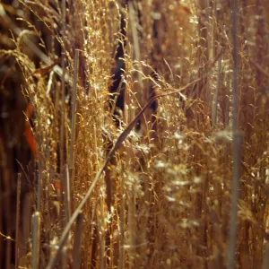 Tea House Construction 2001