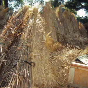 Tea House Construction 2001