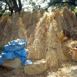 Tea House Construction 2001
