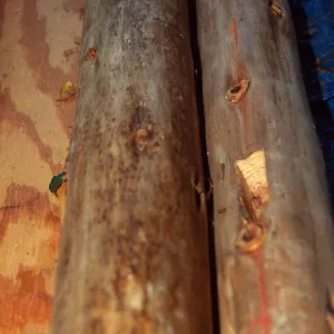 Tea House Construction 2001