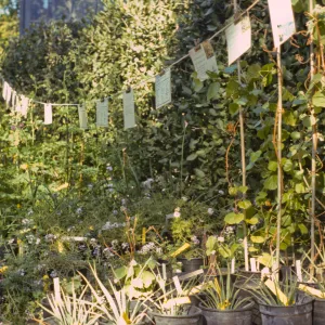 SBBG Spring Plant Sale, 1988