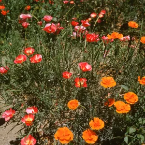 Lompoc flower field, poppies
