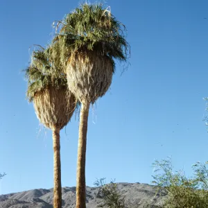 Washingtonia filifera, Twenty-nine Palms