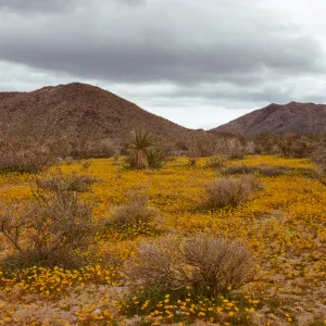 Coreopsis wildflowers, desert, Twenty-nine Palms