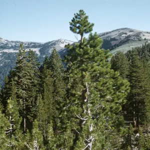 Mammoth Lakes, Minaret Crest