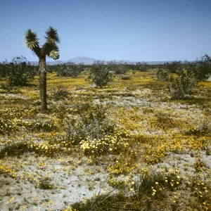 Mojave Desert