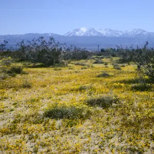 Mojave Desert, wildflowers