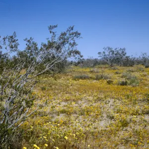 Mojave Desert, wildflowers